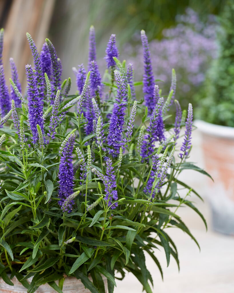 speedwell [Mauve Moody Blues]