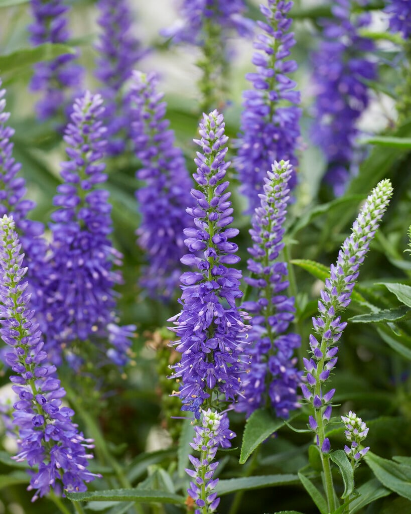 speedwell [Mauve Moody Blues]
