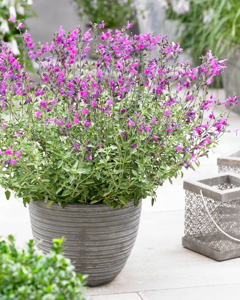 <i>Salvia</i> [<span style="font-variant: small-caps;">Arctic Blaze Purple</span>] ('Novasalpur') (Arctic Blaze Series)