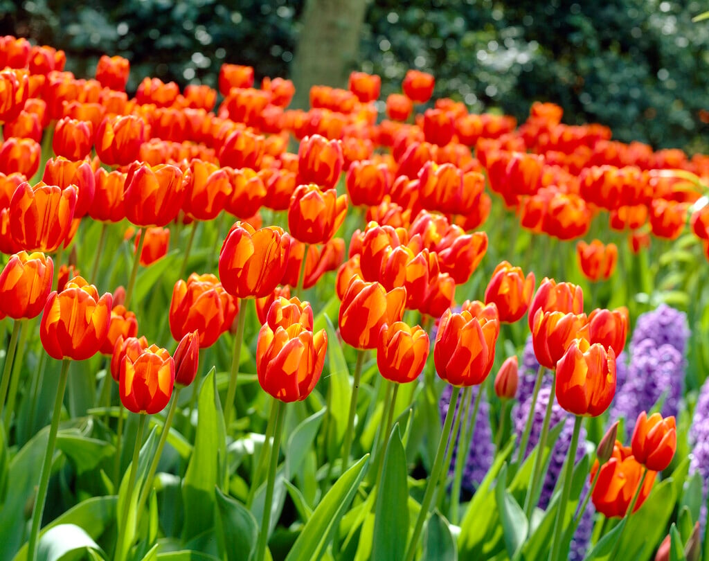 tulip 'Orange Cassini'