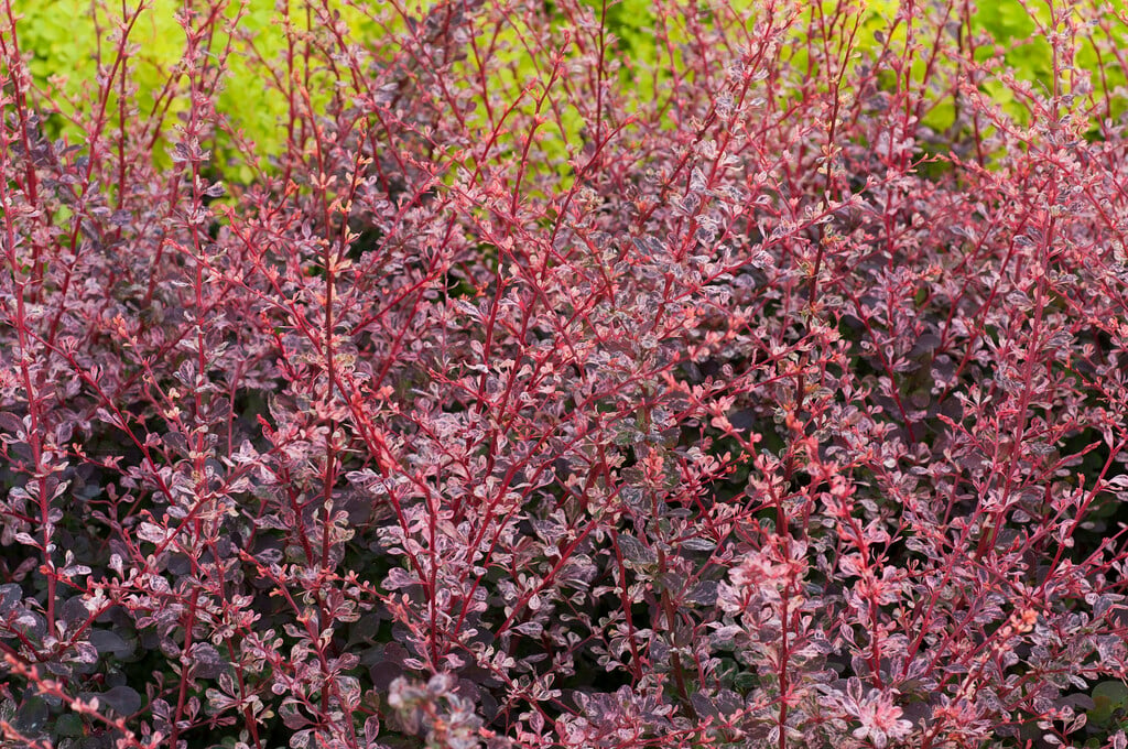 Japanese barberry [Flamingo]