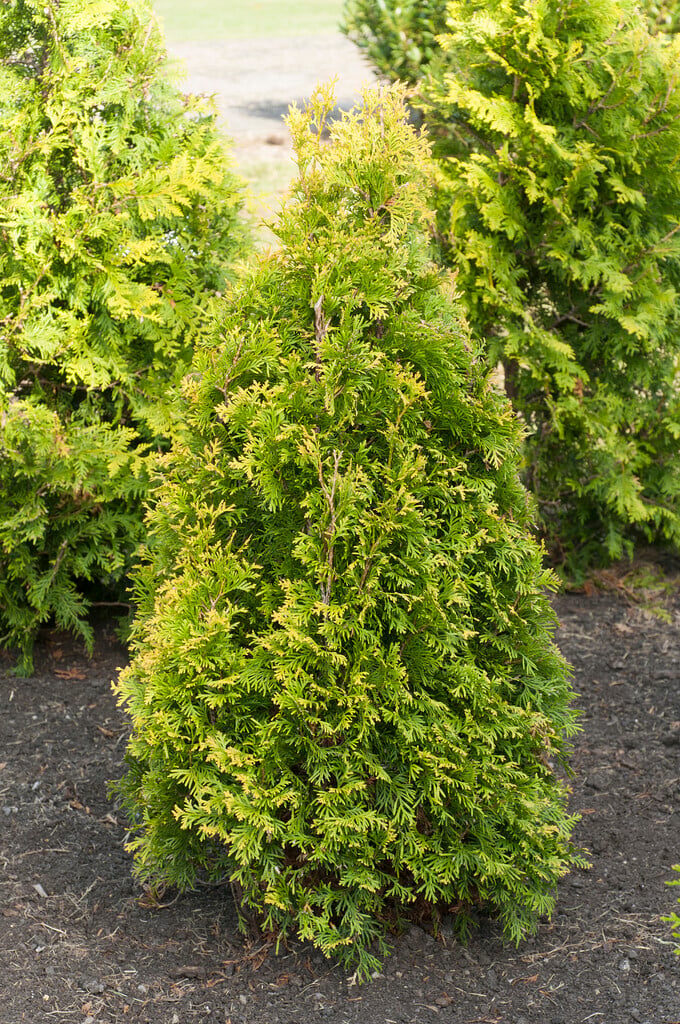 <i>Thuja</i> <i>occidentalis</i> 'Golden Brabant'
