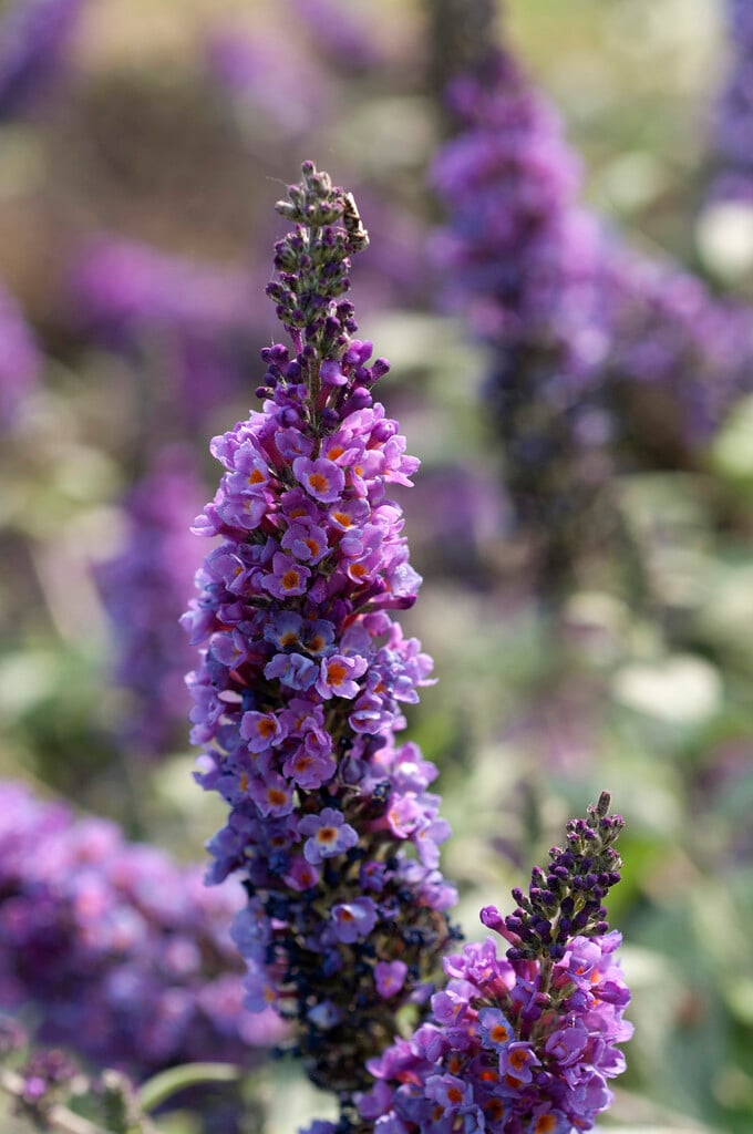 butterfly bush 'Lilac Chip'