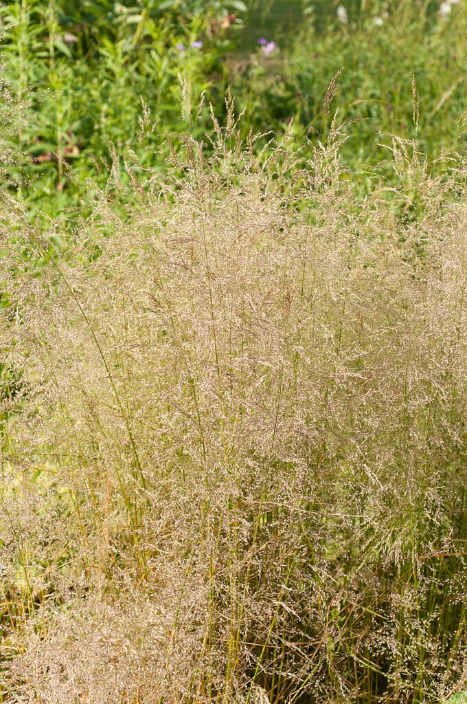 tufted hair grass 'Northern Lights'