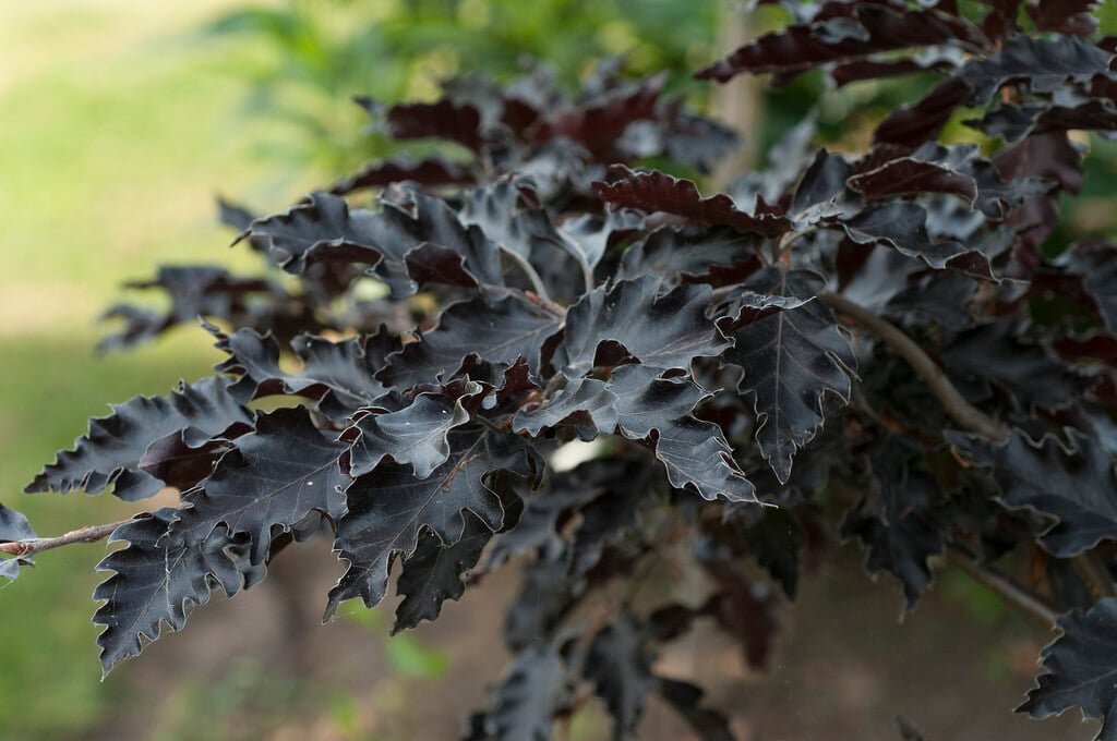 <i>Fagus</i> <i>sylvatica</i> 'Rohan Weeping'