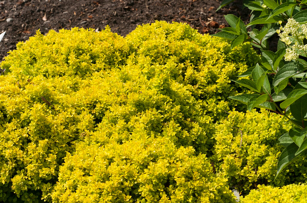 Japanese barberry 'Tiny Gold'