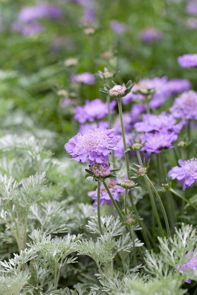 scabious 'Butterfly Blue'