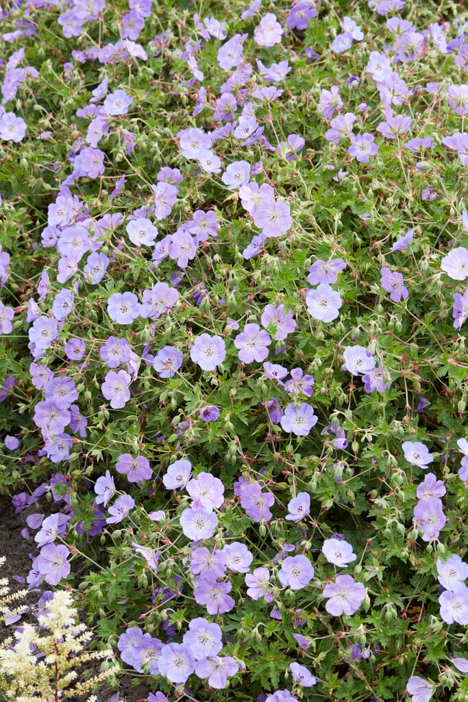 cranesbill 'Azure Rush'