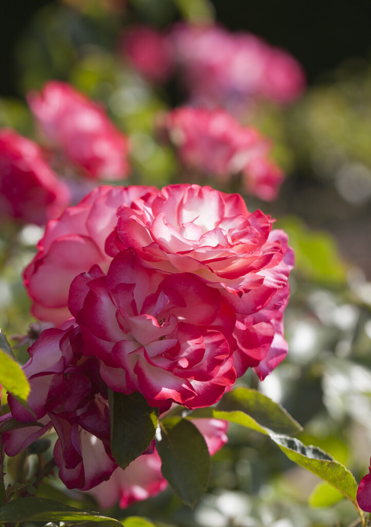 rose [Hannah Gordon]
