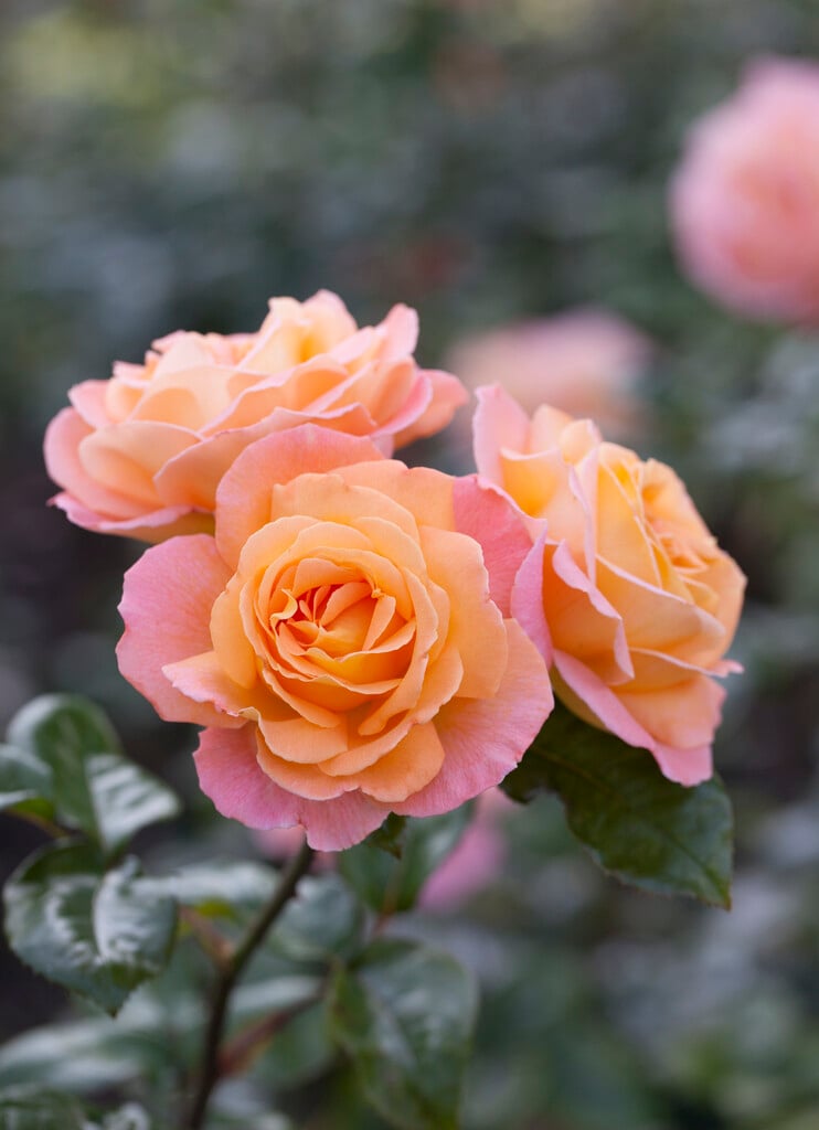 rose [Rosemary Harkness]