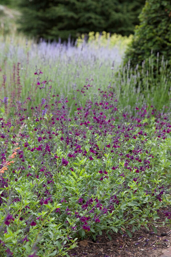 <i>Salvia</i> <i>microphylla</i> 'Maroon'