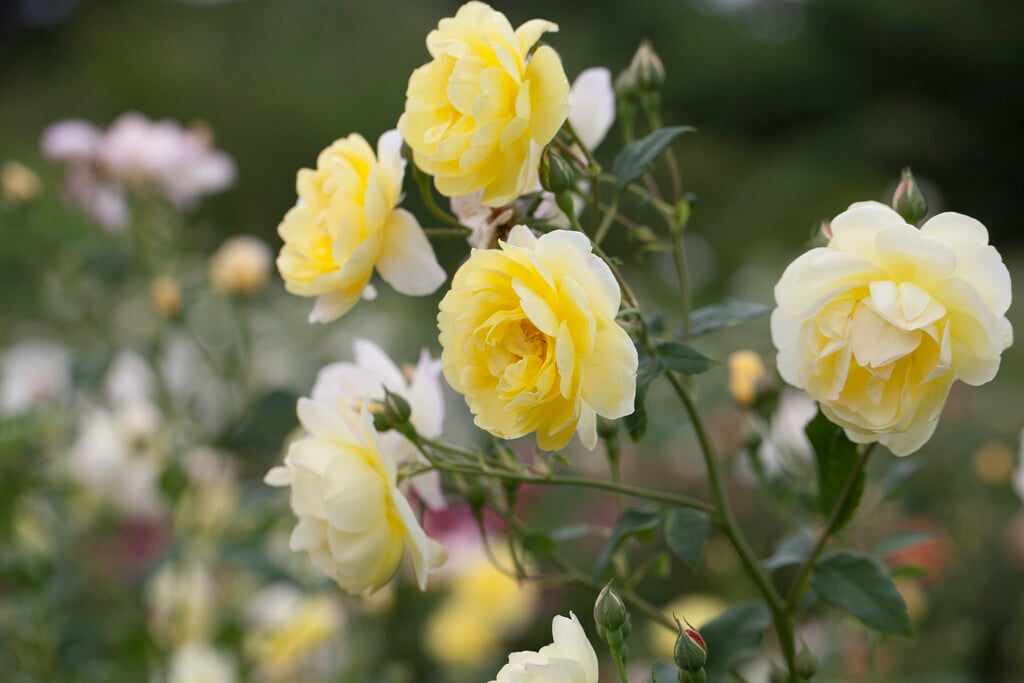 rose [Blythe Spirit]