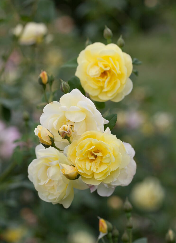rose [Blythe Spirit]