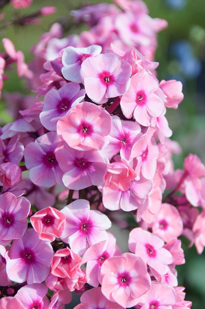 perennial phlox 'Larissa'