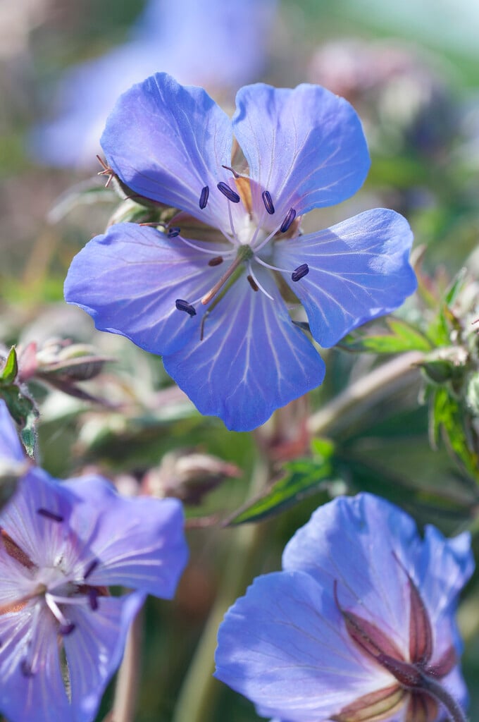 meadow cranesbill 'New Dimension'