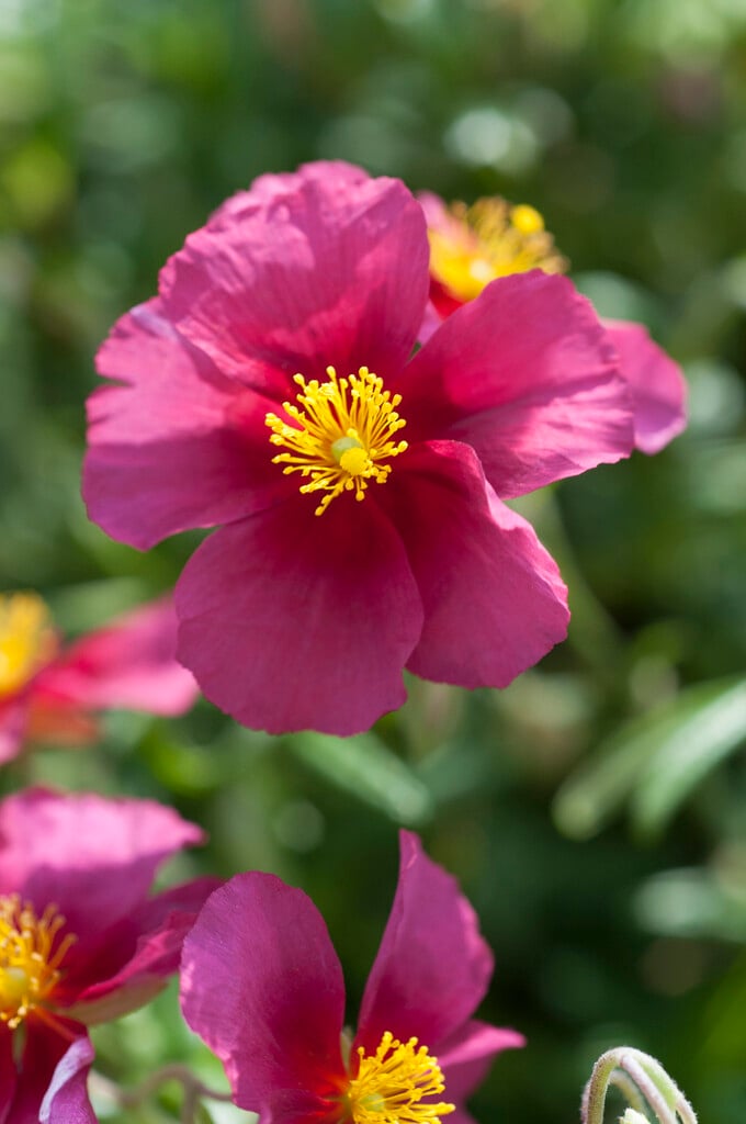rock rose 'Hartswood Ruby'