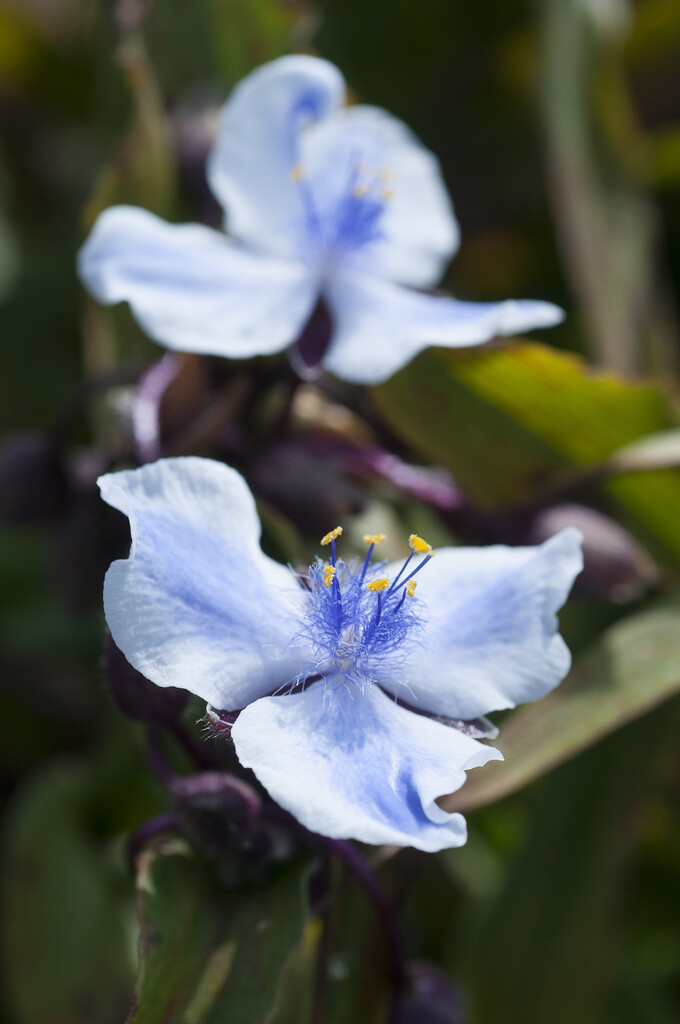 <i>Tradescantia</i> (Andersoniana Group) 'Merlot Clusters'