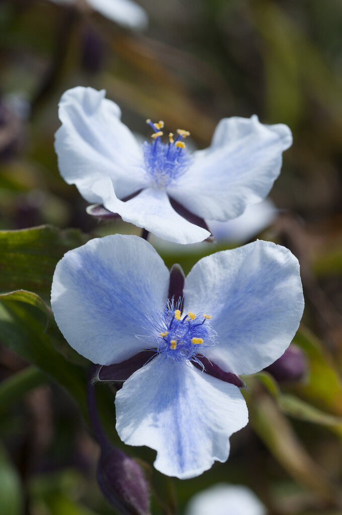 <i>Tradescantia</i> (Andersoniana Group) 'Merlot Clusters'