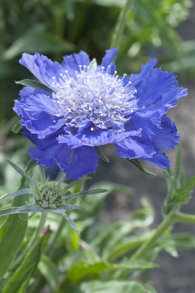 <i>Scabiosa</i> 'Midnight Moon'