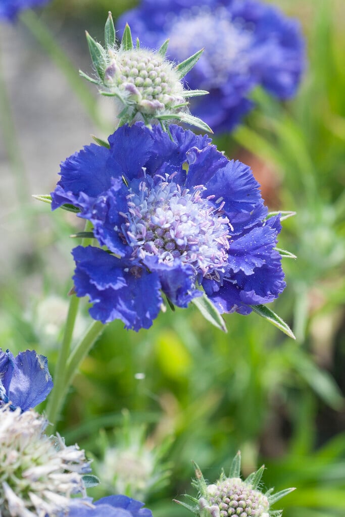 <i>Scabiosa</i> 'Midnight Moon'