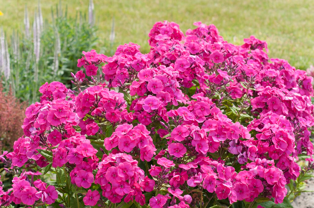 perennial phlox [Younique Old Cerise]