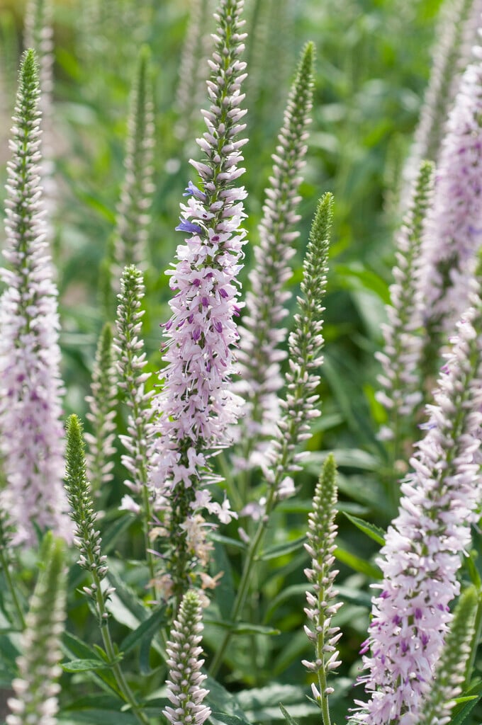 speedwell [Pink Moody Blues]