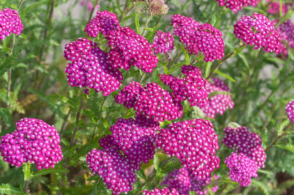 yarrow [New Vintage Violet]
