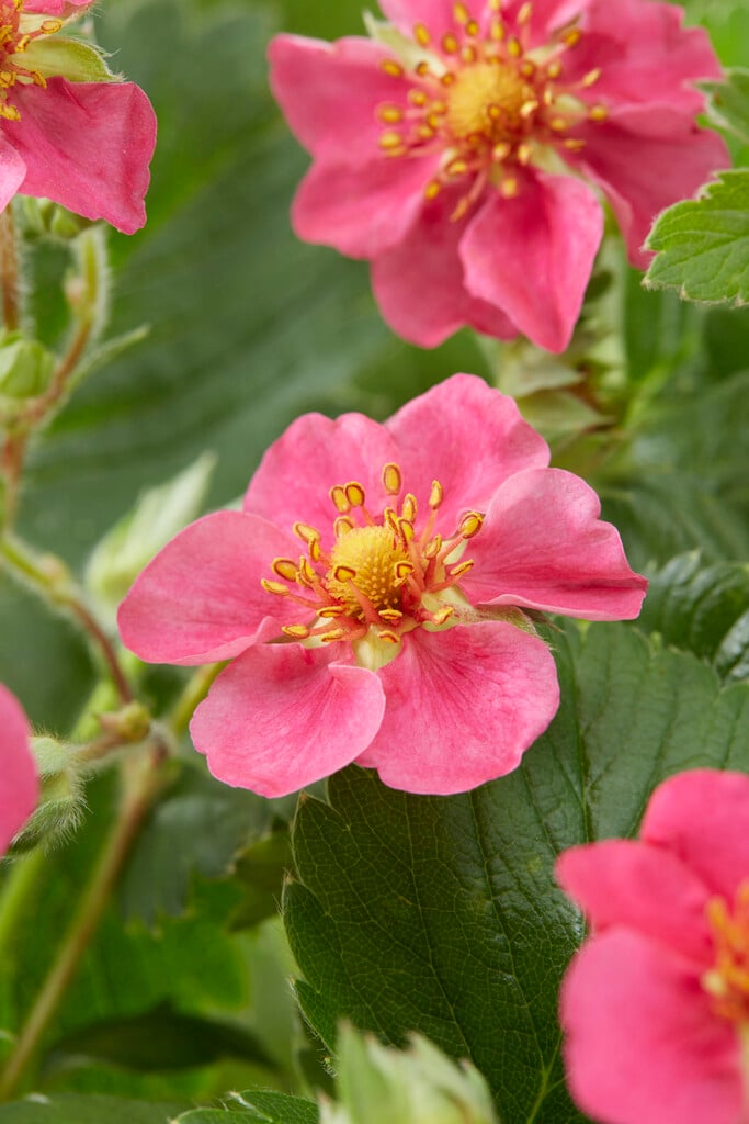 cultivated strawberry 'Samba'