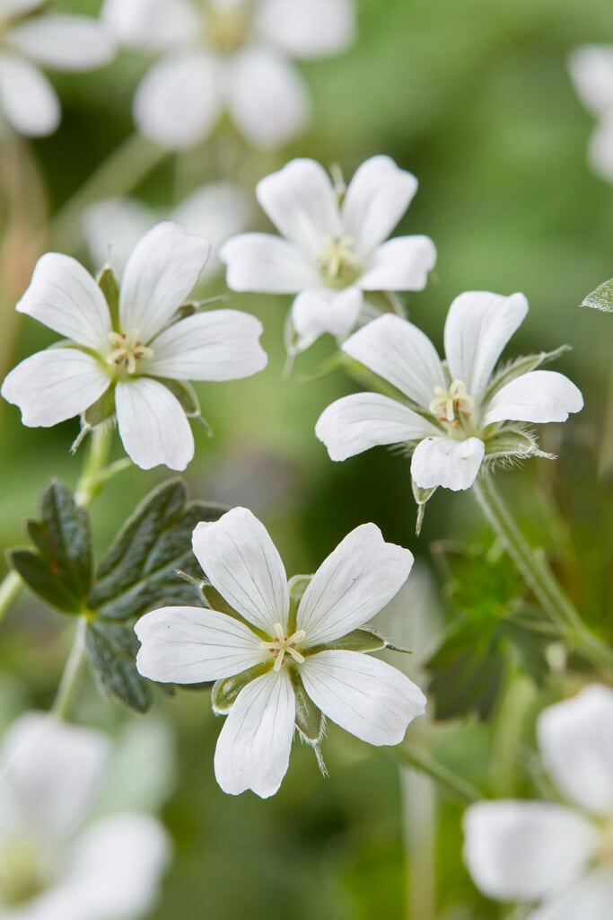 cranesbill 'Sanne'