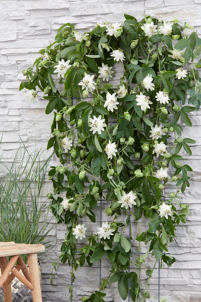 passion flower 'Snow Queen'