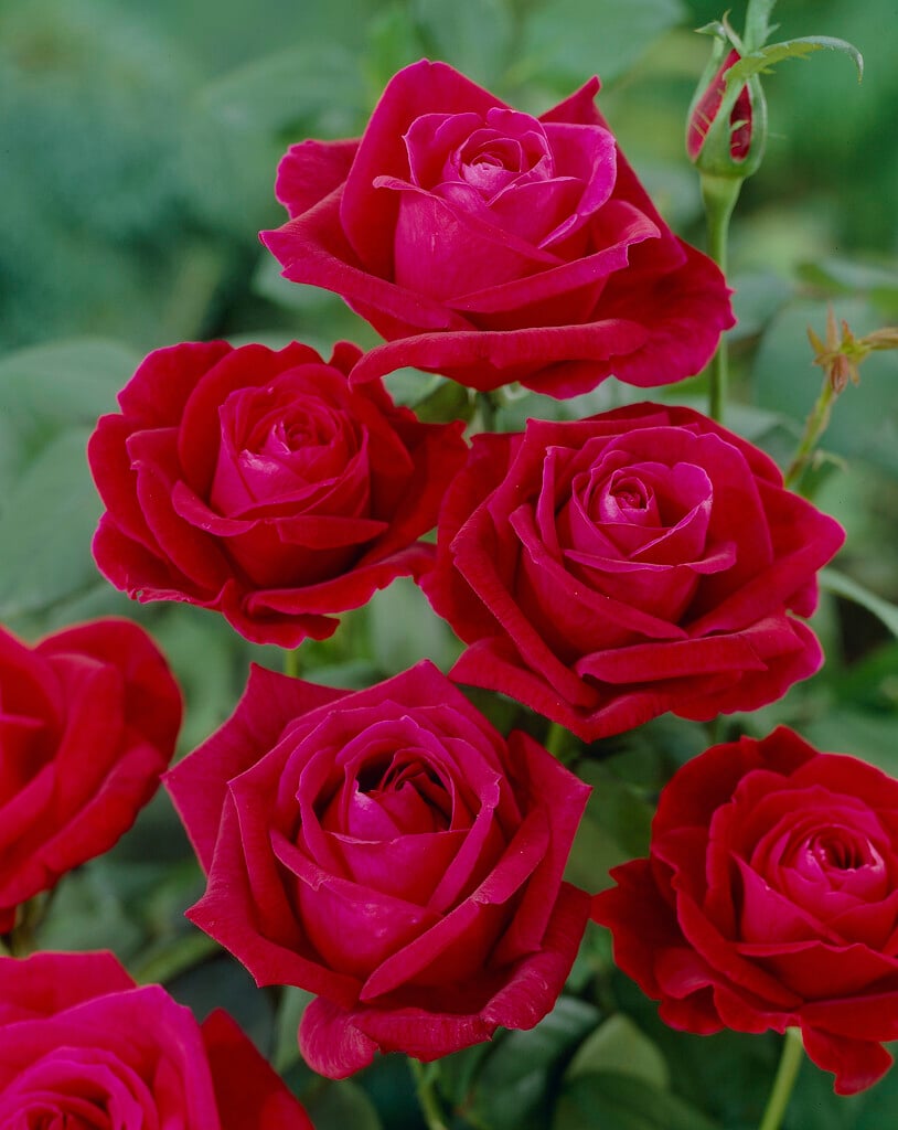 rose [Papa Meilland]