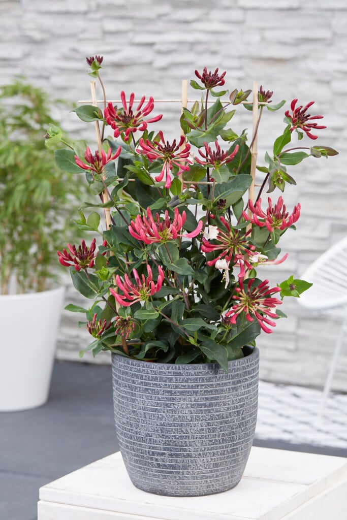 honeysuckle [Caprilia Imperial]