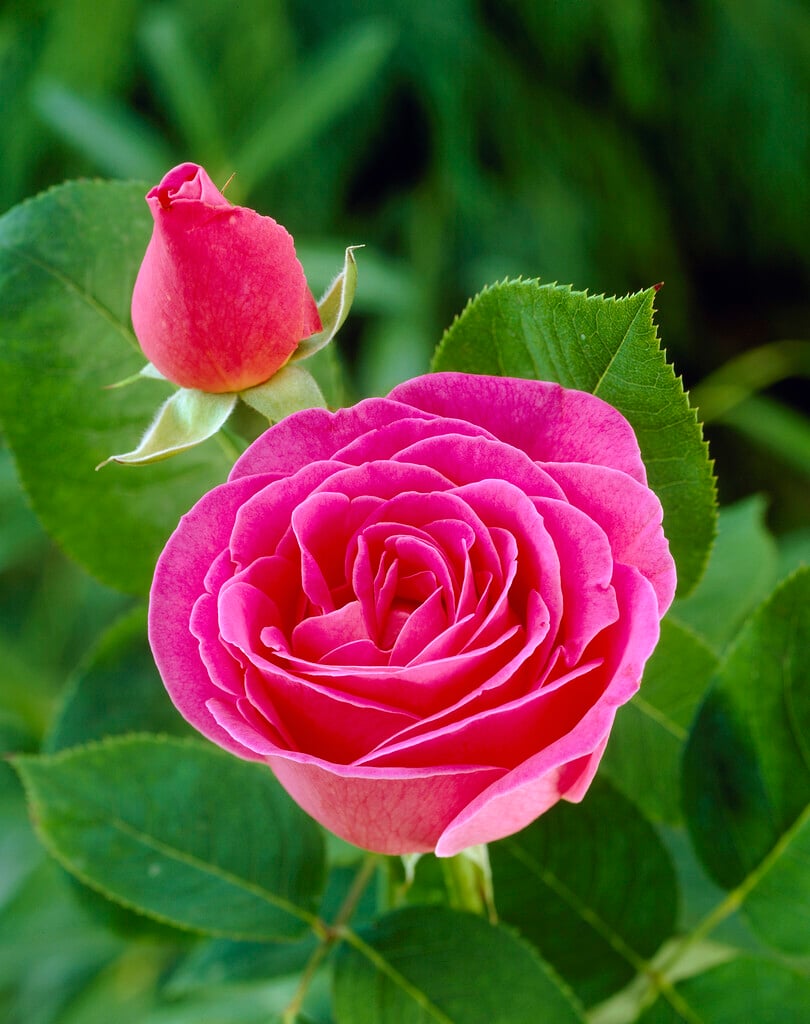 rose [Pink Peace]