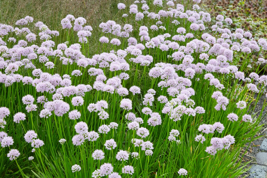 Portuguese allium