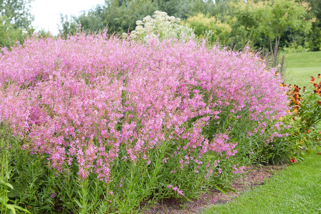 purple loosestrife 'Swirl'