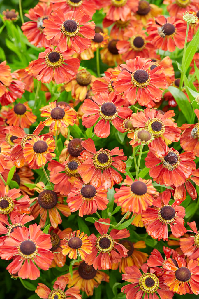 sneezeweed 'Kupferzwerg'