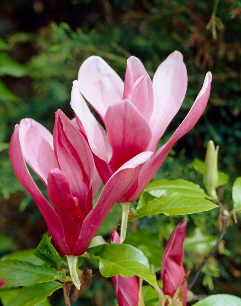 Magnolia liliiflora &Nigra& | black lily magnolia Shrubs/RHS Gardening