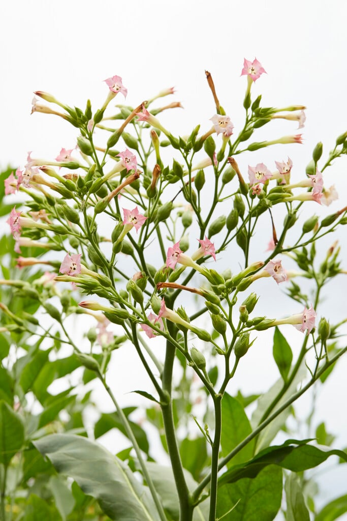 common tobacco plant
