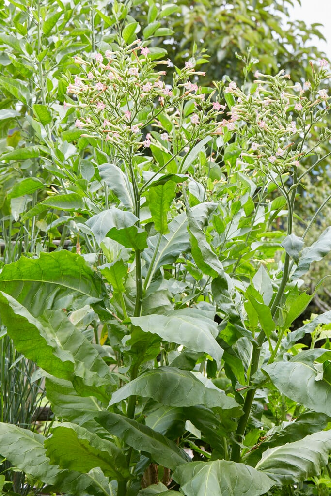 common tobacco plant