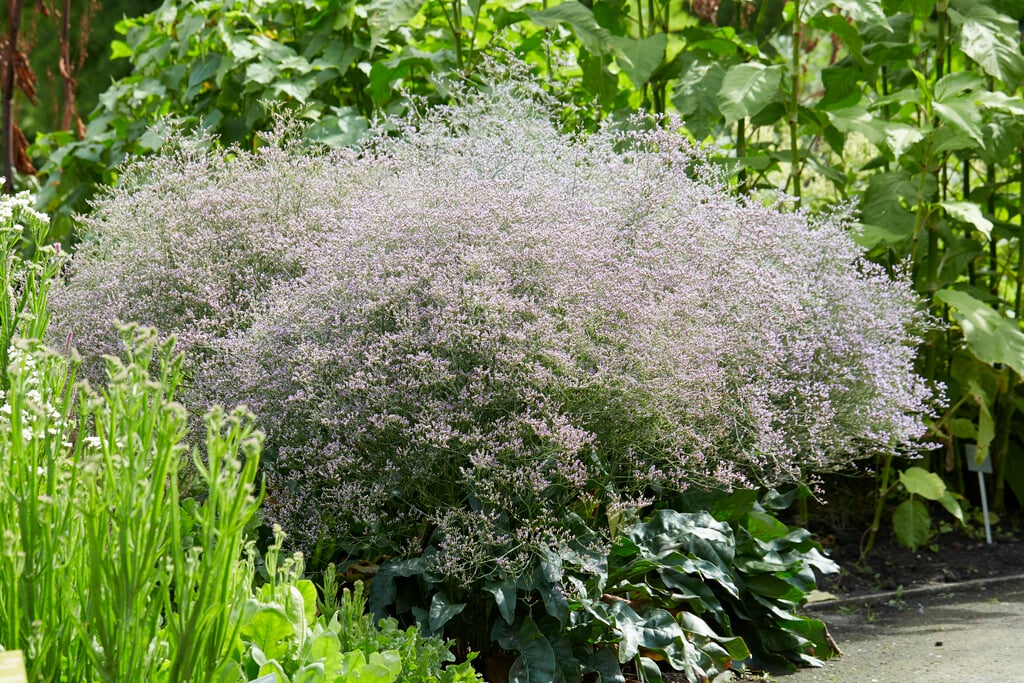 broad-leaved statice