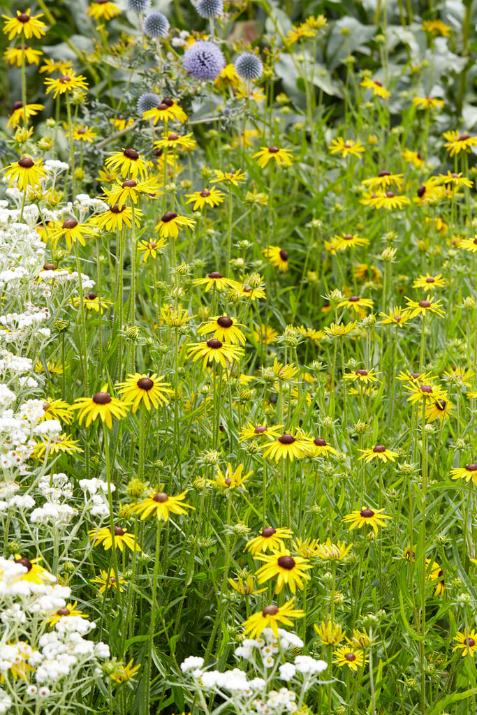 Newman's coneflower