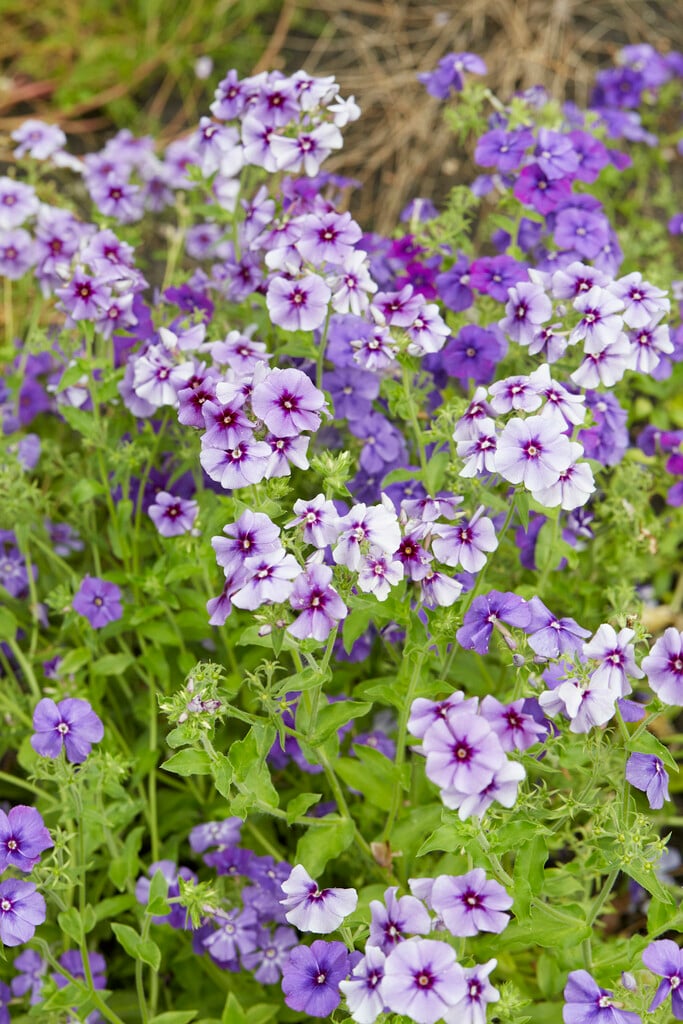 annual phlox