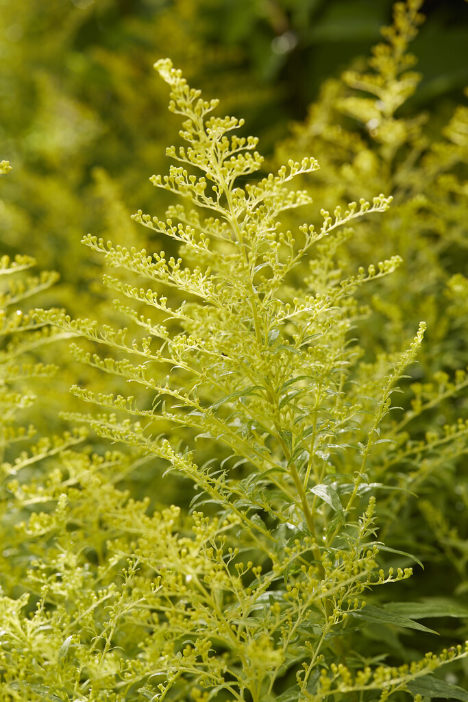 goldenrod 'Goldenmosa'