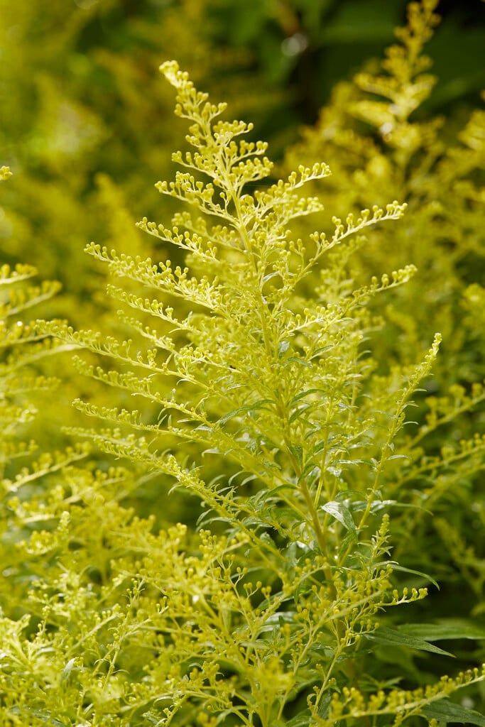 goldenrod 'Goldenmosa'