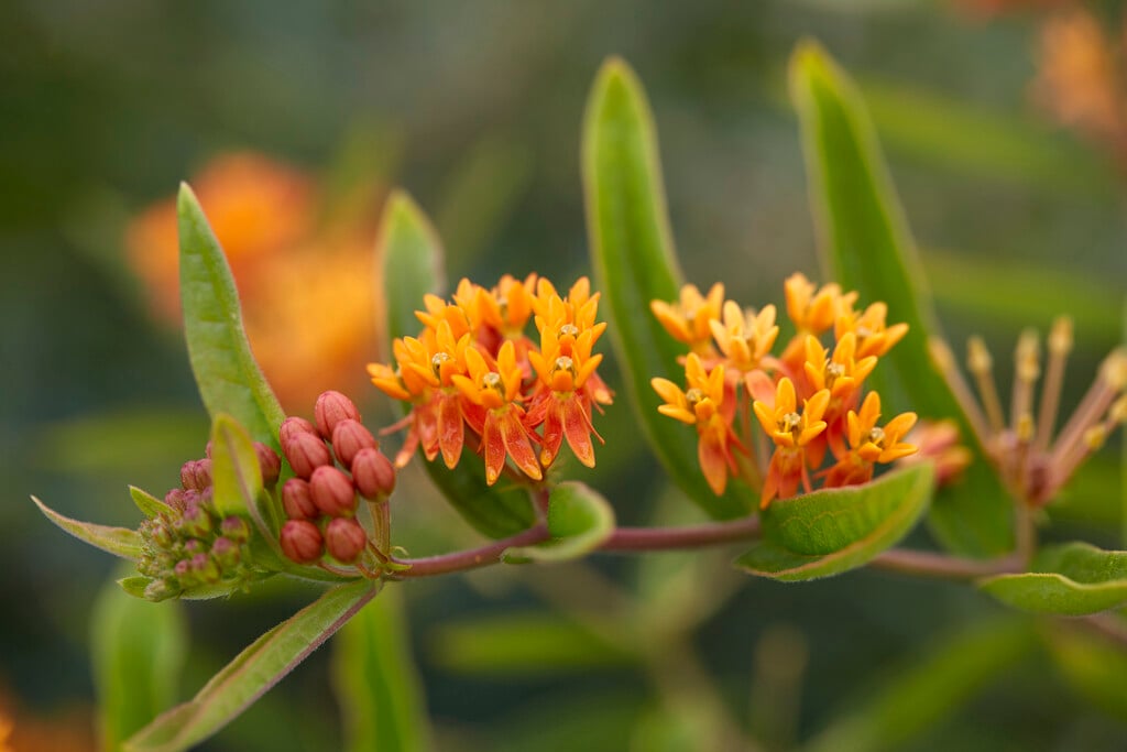 butterfly weed
