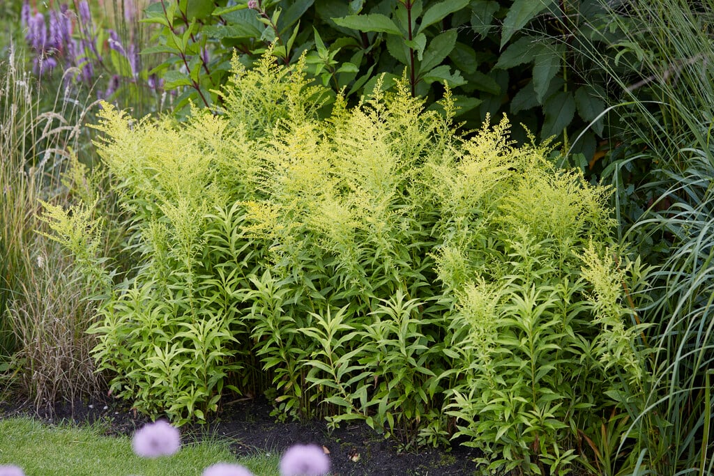 goldenrod 'Goldenmosa'