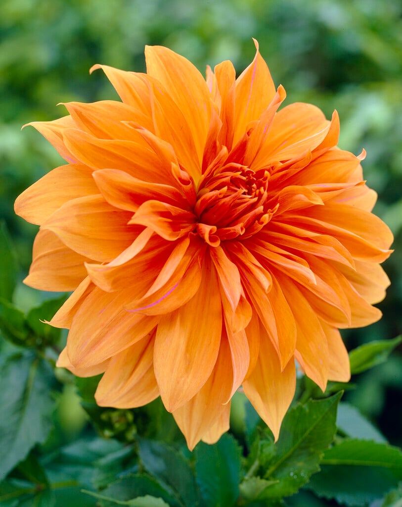 dahlia 'Babylon Brons'