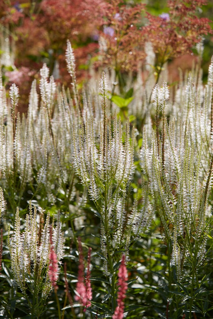 Culver's root 'Diane'