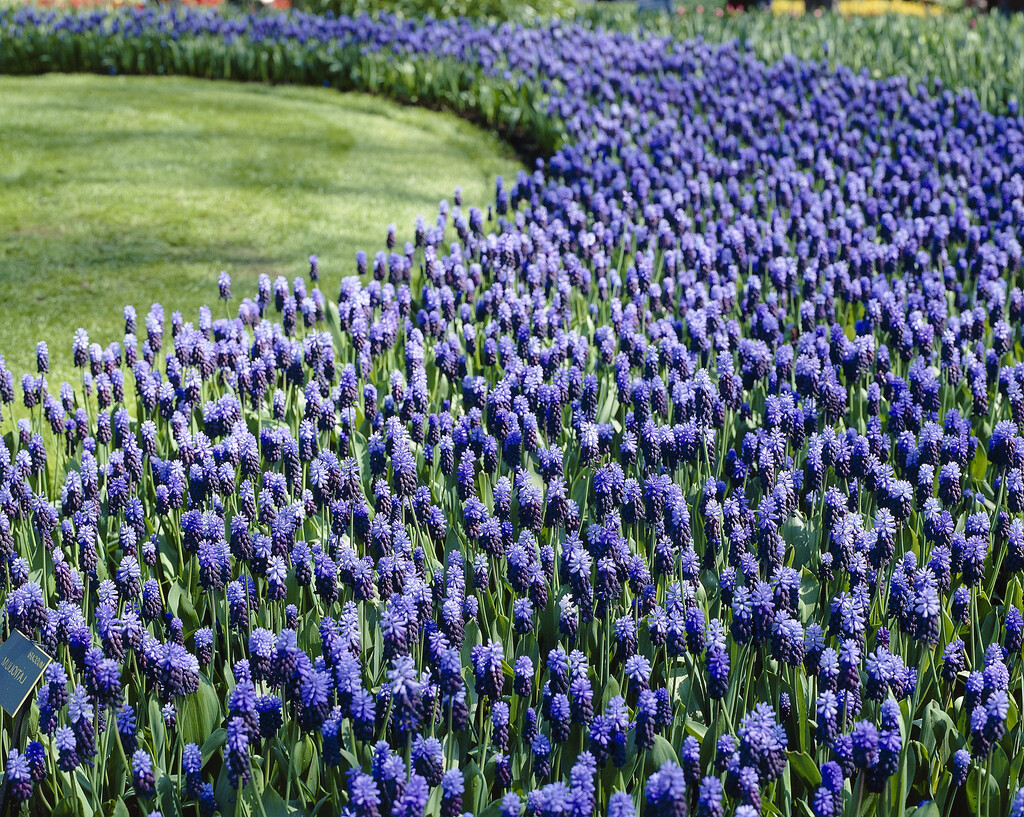 broad-leaved grape hyacinth
