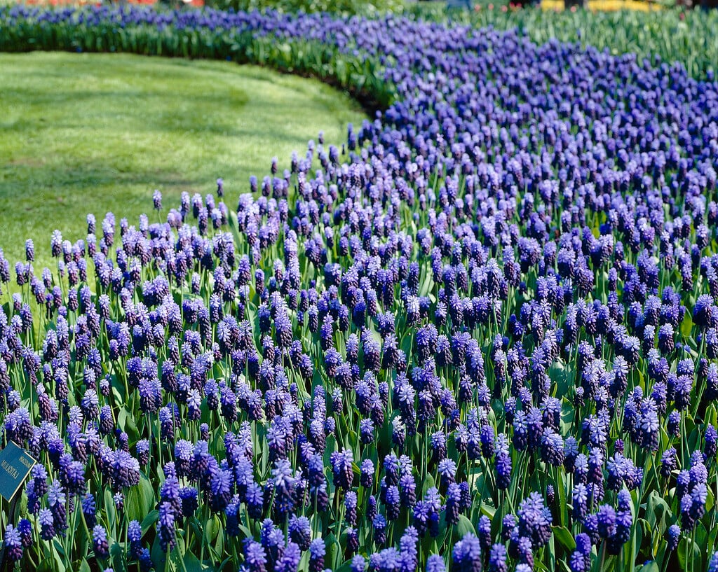 broad-leaved grape hyacinth